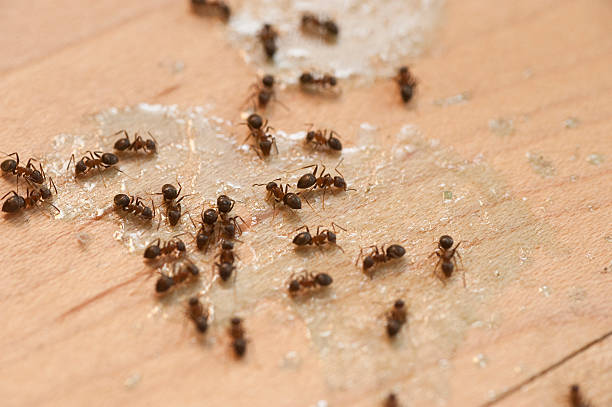Best Mosquito Control Services  in Cabana Colony, FL